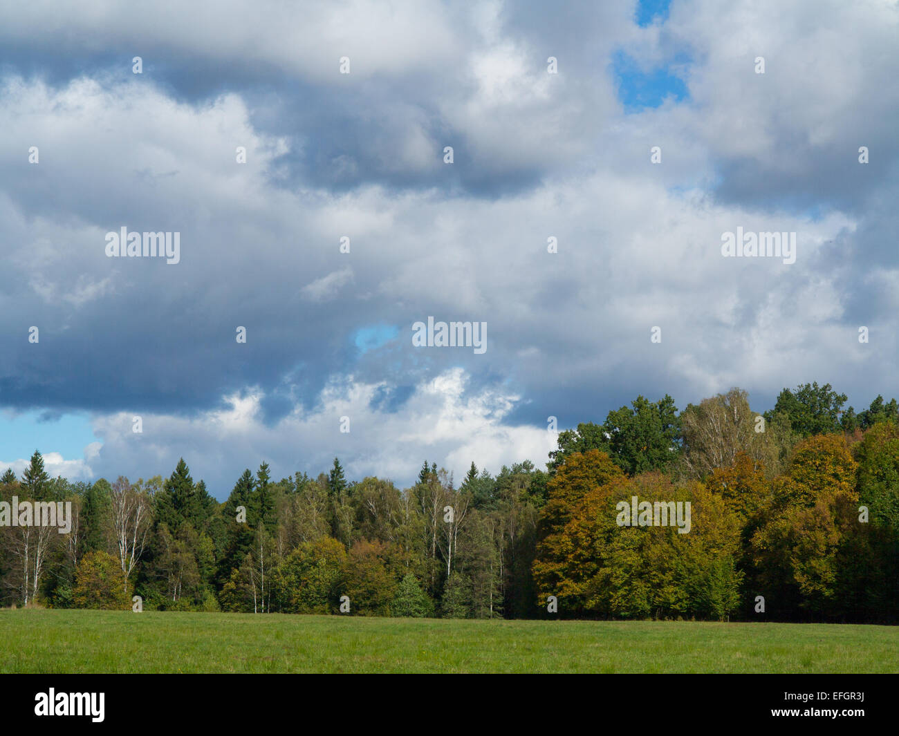 Forêt Prairie avec ciel nuageux et peuplement feuillu d'automne en arrière-plan Banque D'Images