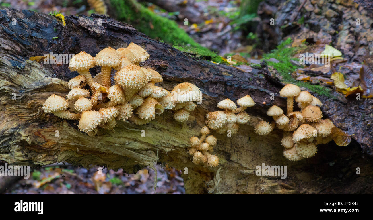 Bouquet de champignons contre fond moussus pholiota Banque D'Images