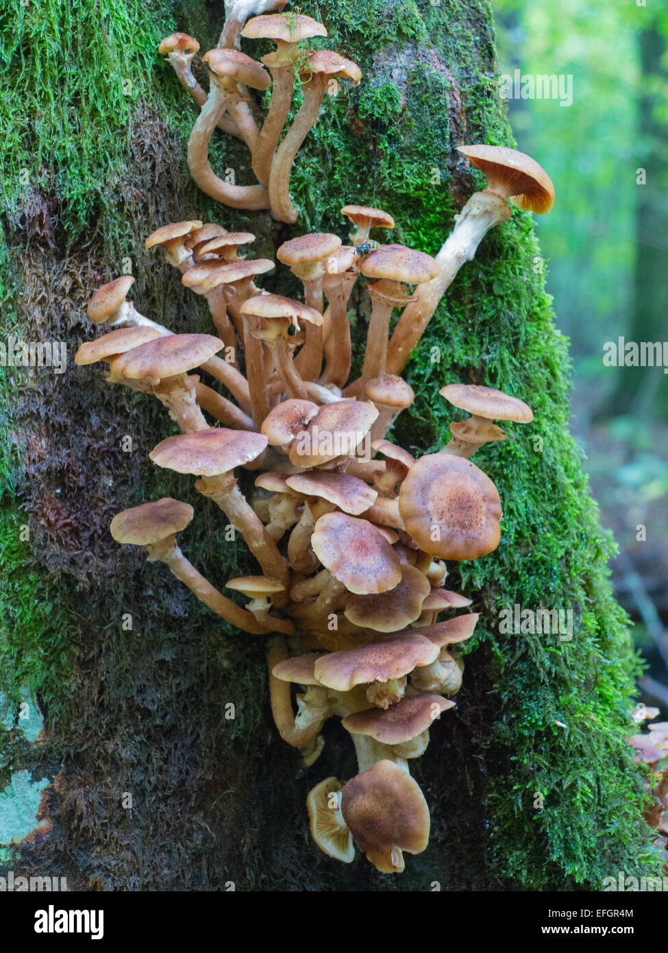 Bouquet de miel d'automne champignon se développe plus de souche moussue Banque D'Images