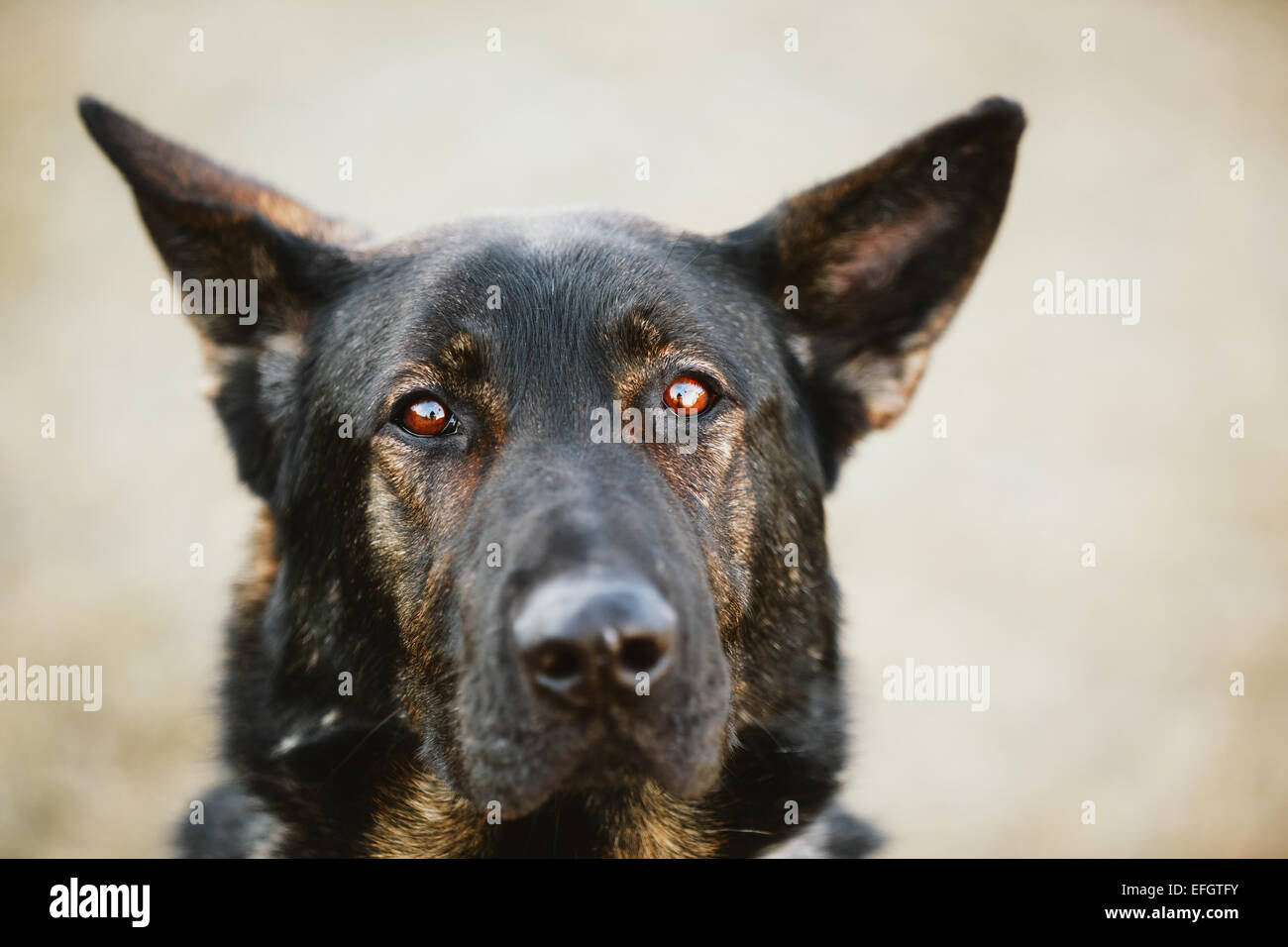 Berger allemand noir Portrait Banque D'Images