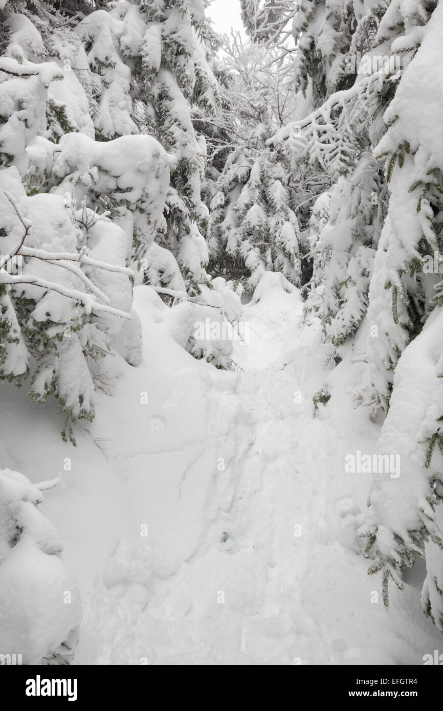 La forêt couverte de neige le long de l'Appalachian Trail (Kinsman Ridge Trail) dans la région de Kinsman encoche des Montagnes Blanches du New Hampshire, USA Banque D'Images