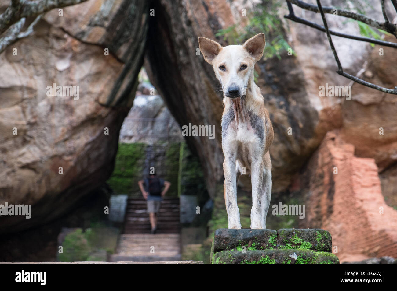 Les touristes ont pour grimper le Rocher du Lion par des escaliers grâce à ces énormes rochers,chien à Sigiriya, Sri Lanka,rock,unesco,cave,art,fresque, Banque D'Images