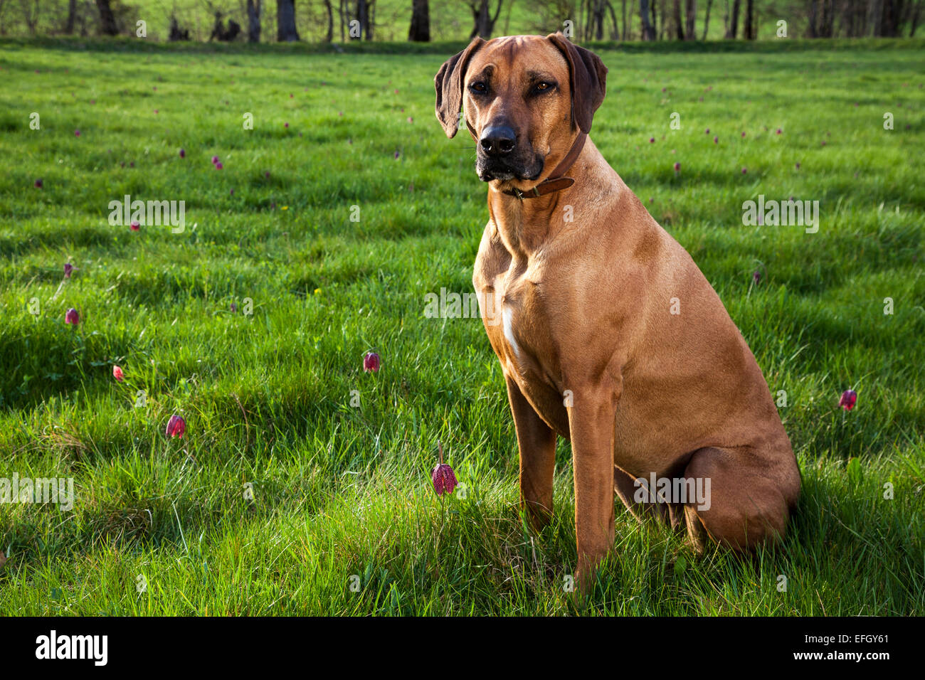 Le Rhodesian Ridgeback dans un pré avec snakeshead fritillaries (Fritillaria meleagris) Banque D'Images