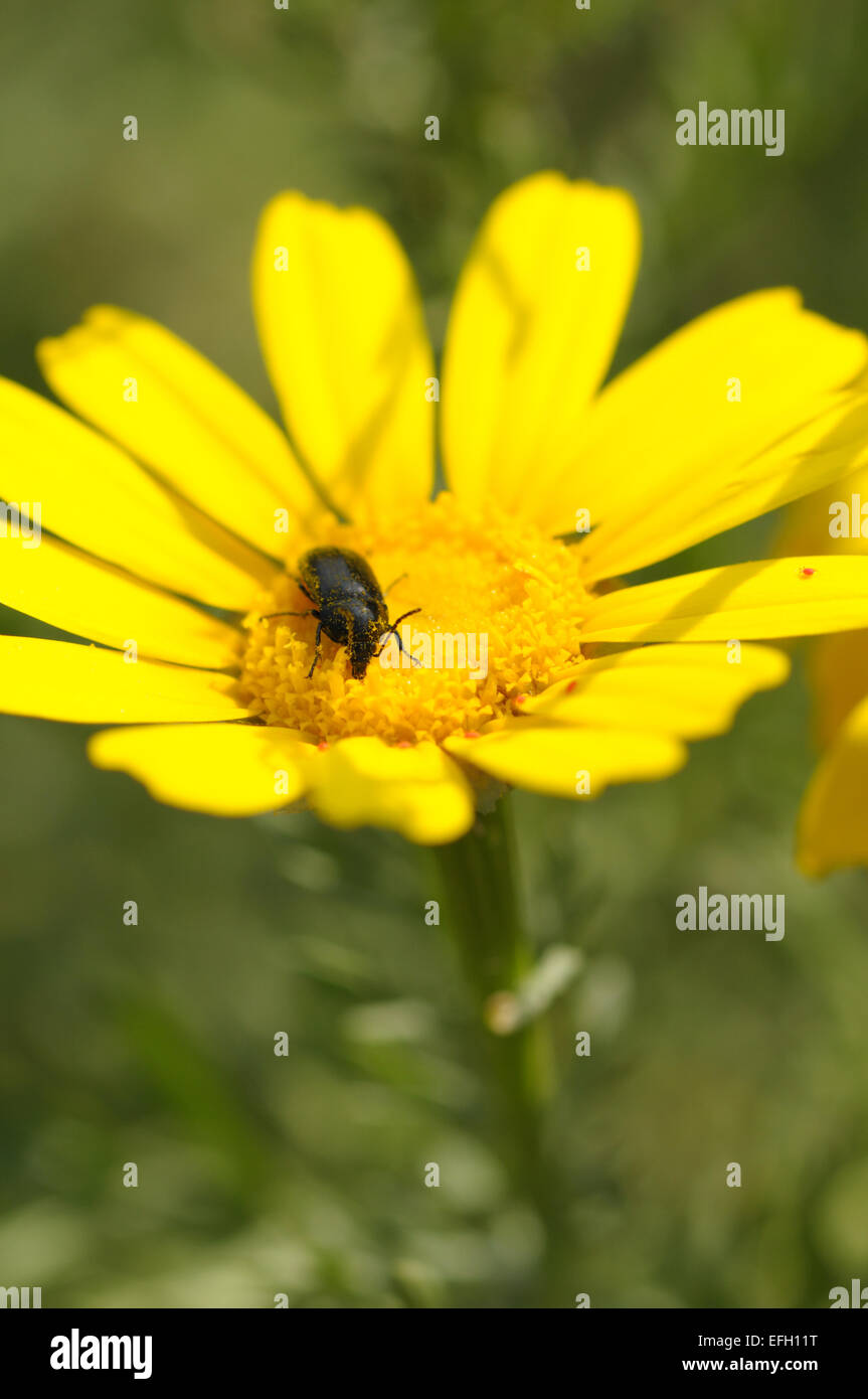 L'alimentation des insectes coléoptères noir sur jaune nectar des fleurs. Printemps nature, selective focus. Banque D'Images