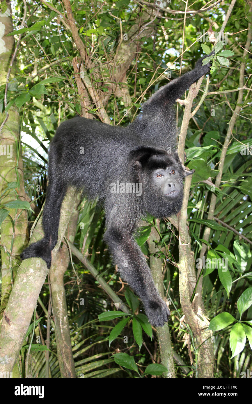 Singe hurleur noir Yucatan Alouatta pigra Banque D'Images