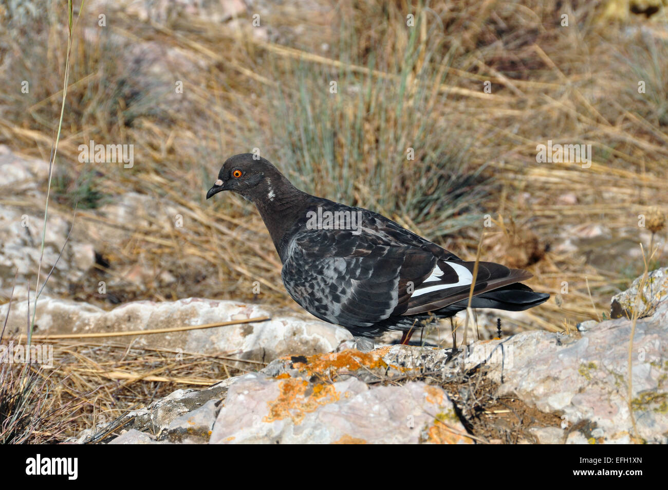 Black Rock pigeon colombe se nourrir sur le terrain. Banque D'Images