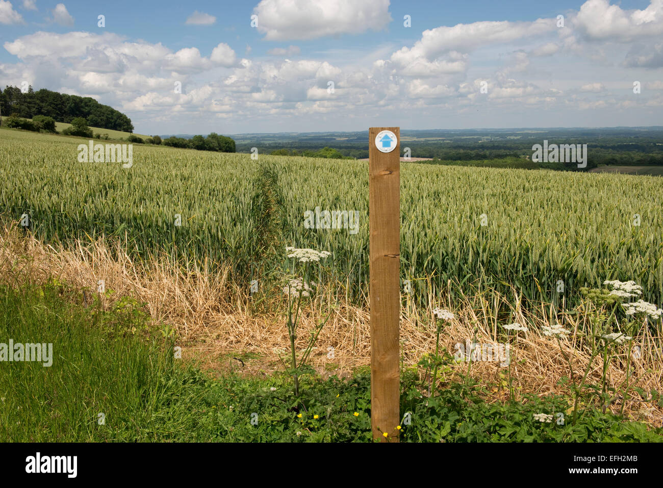 Signer et sentier sentier public couper à travers le milieu d'une récolte de blé en vert vert oreille. Belle journée d'été dans la région de West Berkshire Banque D'Images