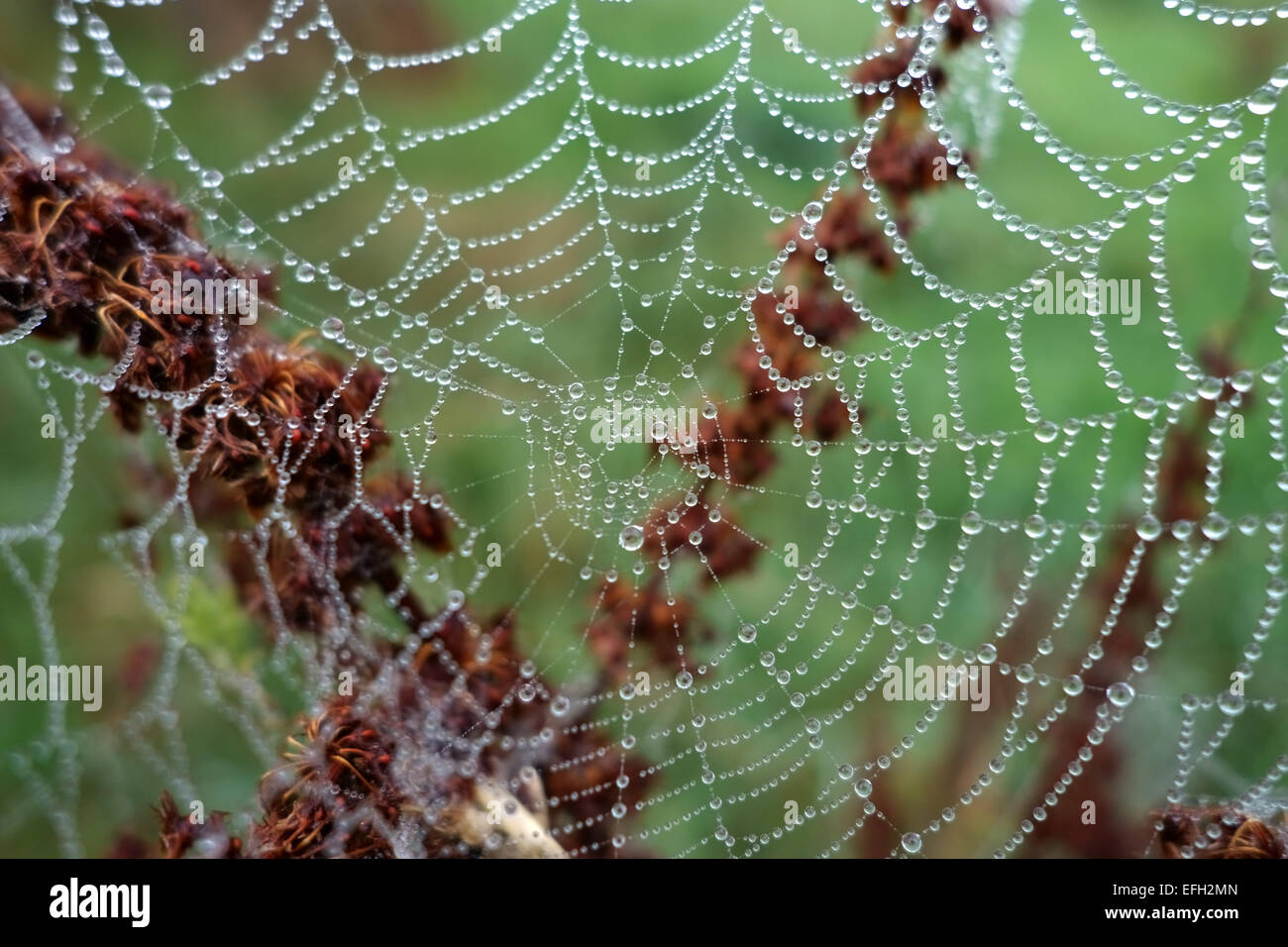 Site Web d'une orbe-Spider web avec des gouttelettes d'eau sur un matin d'automne brumeux sur l'usine d'un quai seedhead, Berkshire, Septembre Banque D'Images