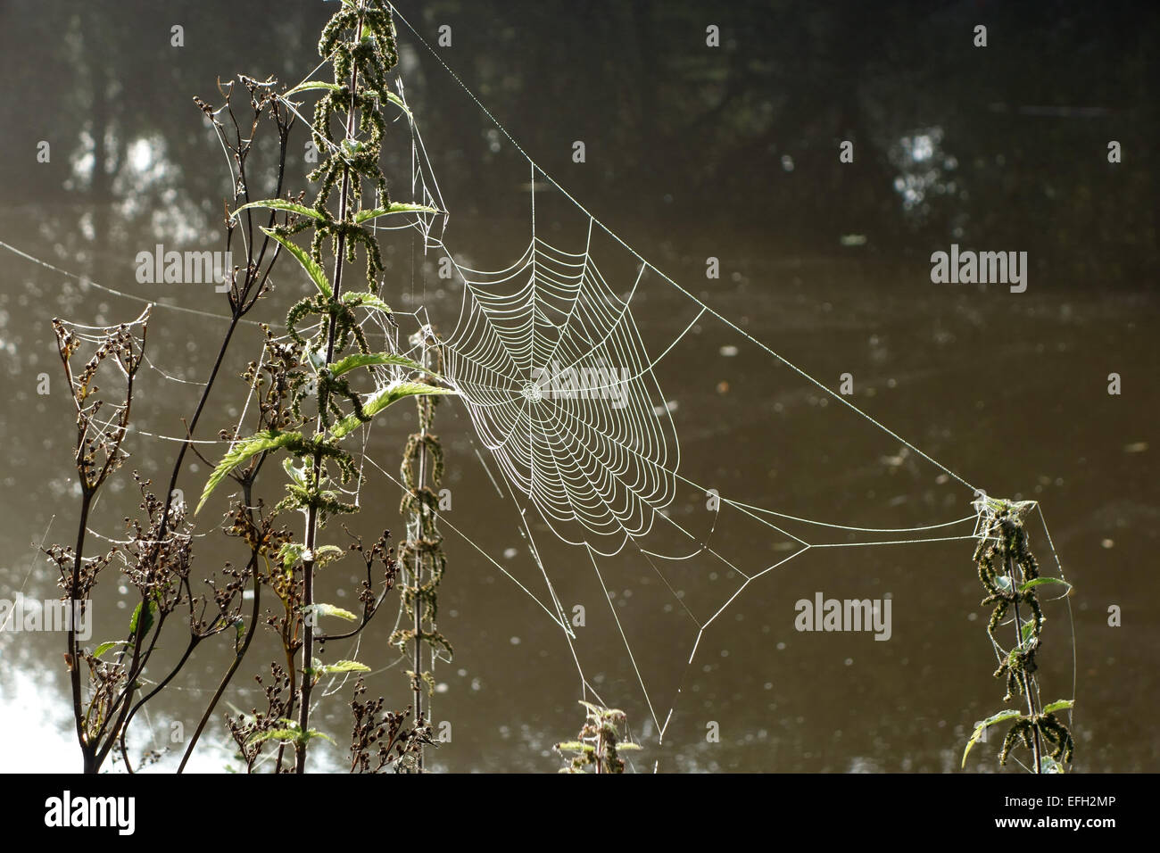 Site Web d'une orbe-Spider web avec des gouttelettes d'eau sur un matin d'automne à côté du canal de Kennet et Avon Berkshire, Septembre Banque D'Images
