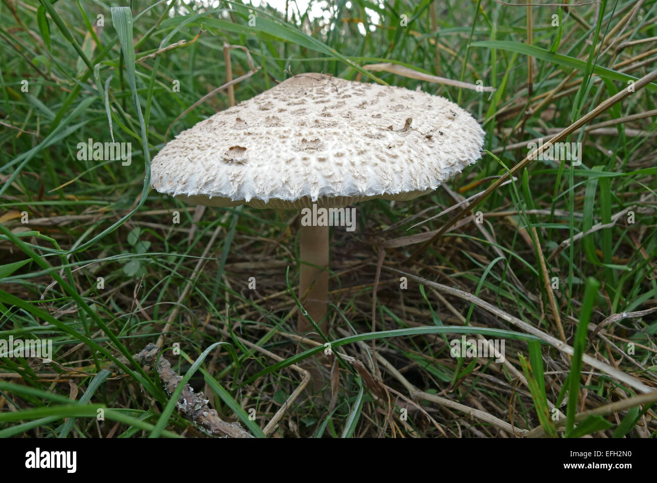 Coulemelle, Lepiota procera, organe de fructification sur un matin d'automne, Berkshire, Septembre Banque D'Images