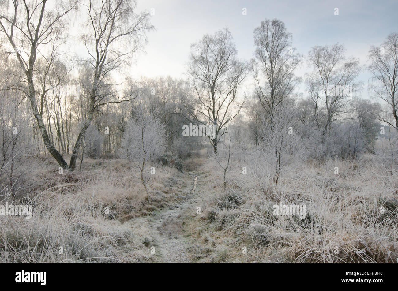 Iping, Commune près de Midhurst. West Sussex, UK. Le Parc National des South Downs. Givre sur la matinée de janvier. Banque D'Images