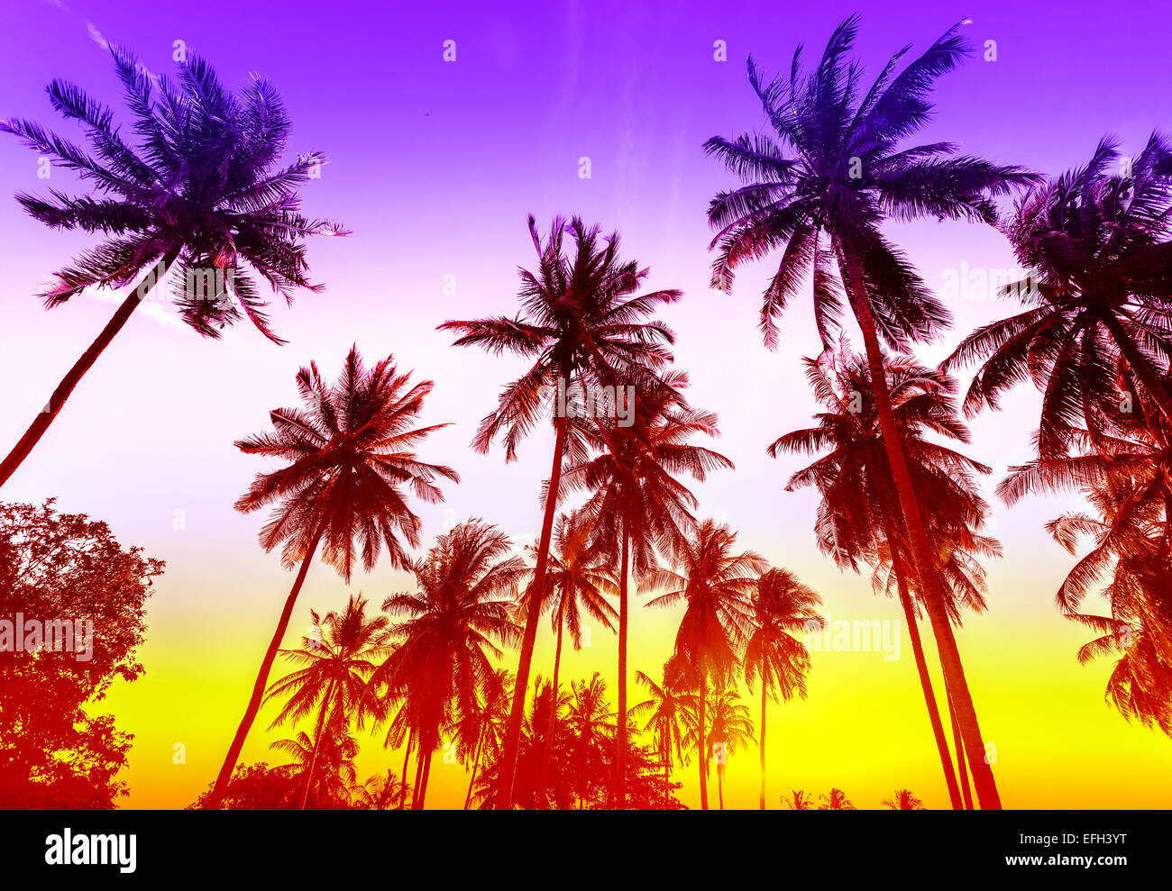 Silhouettes de palmiers on tropical beach au coucher du soleil. Banque D'Images