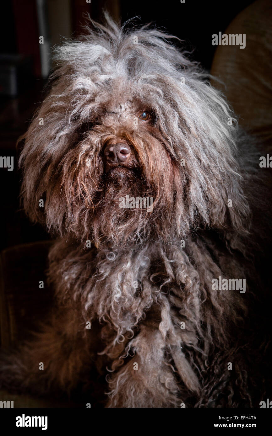 Portrait de chien d'eau hongrois aux cheveux longs (puli) Banque D'Images