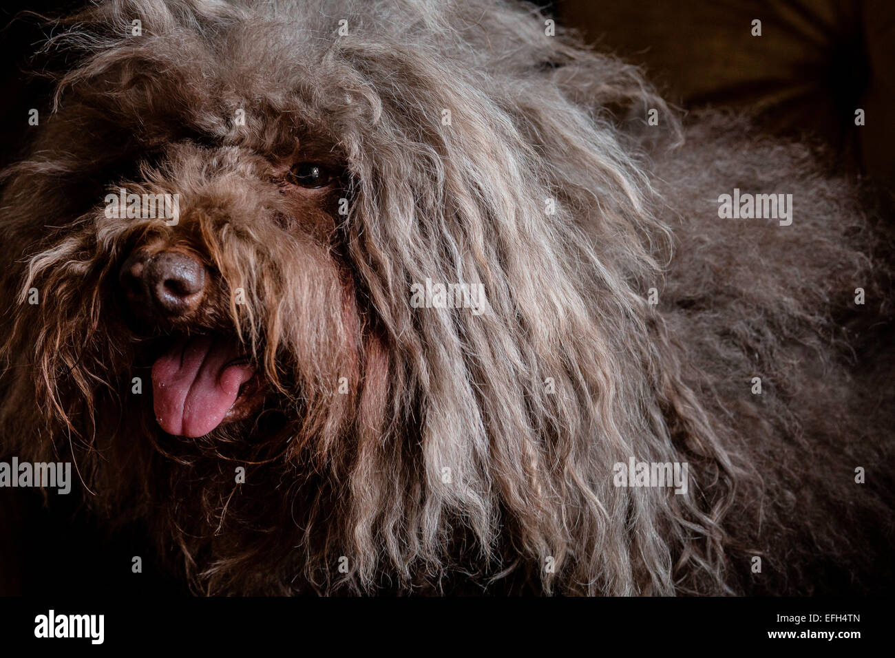 Portrait de chien d'eau hongrois aux cheveux longs (puli) avec la langue qui sort Banque D'Images