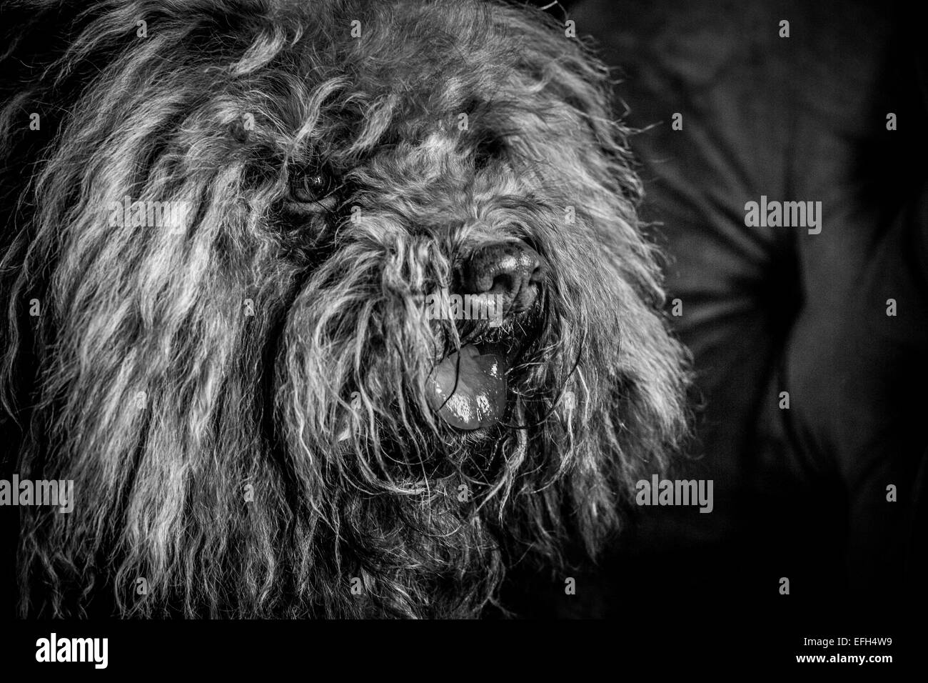 Portrait de chien d'eau hongrois aux cheveux longs (puli) avec la langue qui sort, noir et blanc Banque D'Images