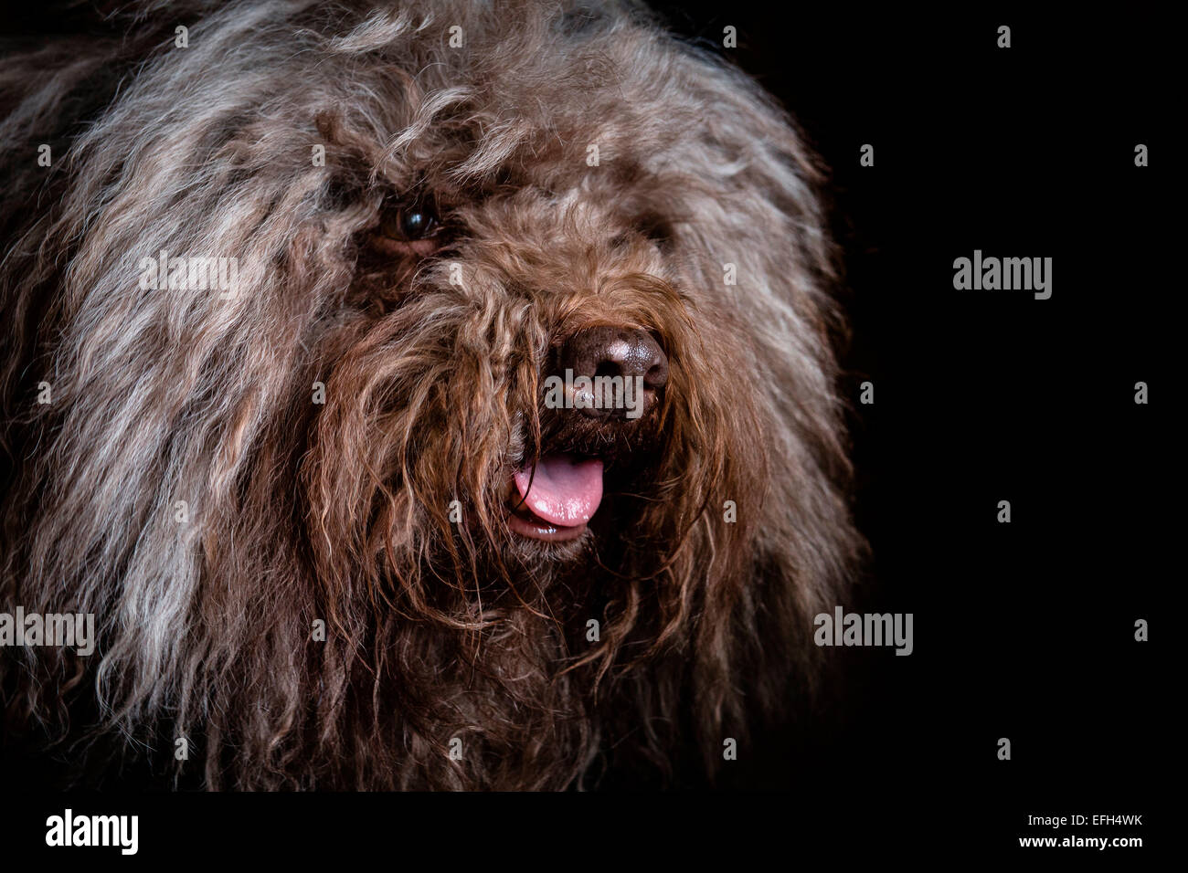 Portrait de chien d'eau hongrois aux cheveux longs (puli) avec la langue qui sort Banque D'Images