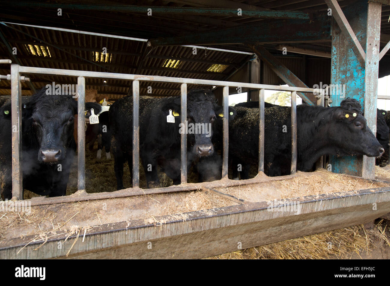 Aberdeen Angus pour la production de viande sur UK Farm. Banque D'Images