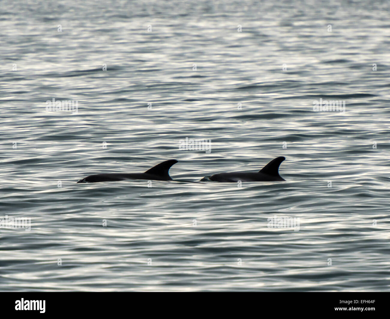 [Dauphin à nez blanc Lagenorhynchus albirostris] dans le froid de la glace, les eaux bleues de l'Kolgrafafjorour, Grundarfjordur Banque D'Images