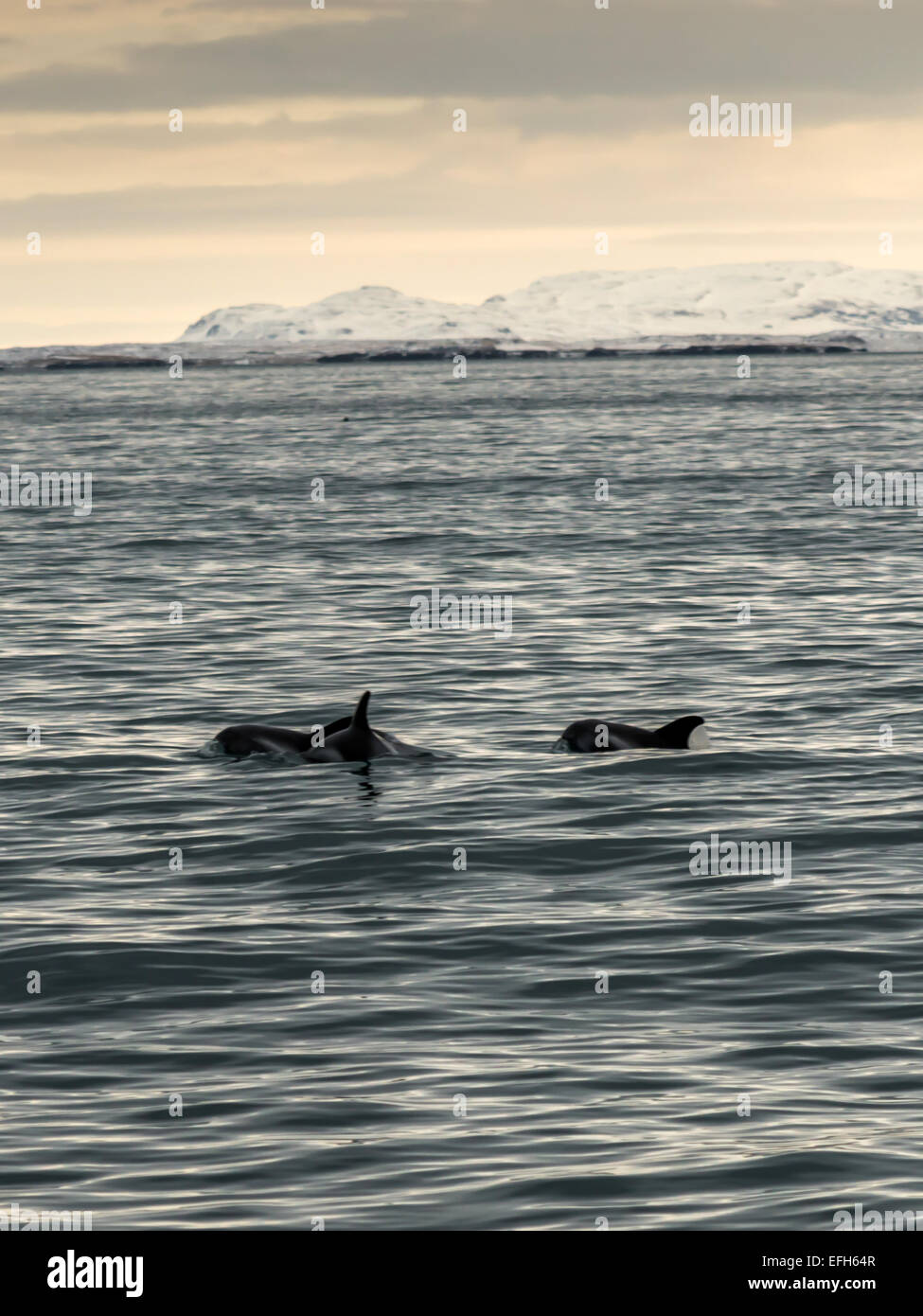 [Dauphin à nez blanc Lagenorhynchus albirostris] dans le froid de la glace, les eaux bleues de l'Kolgrafafjorour, Grundarfjordur Banque D'Images