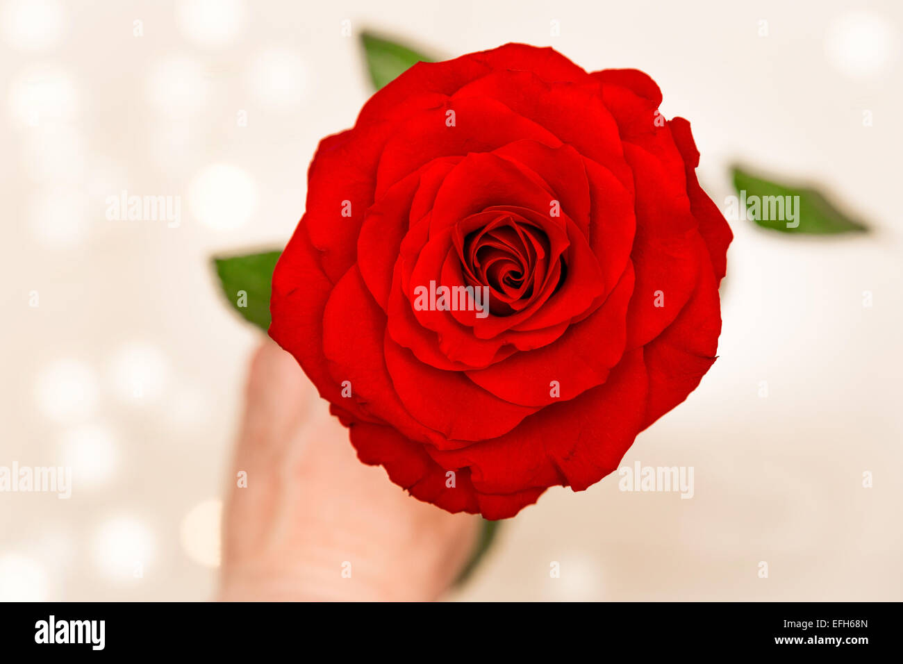 Être mon Valentin ? Un homme tenant une belle rose rouge. Banque D'Images