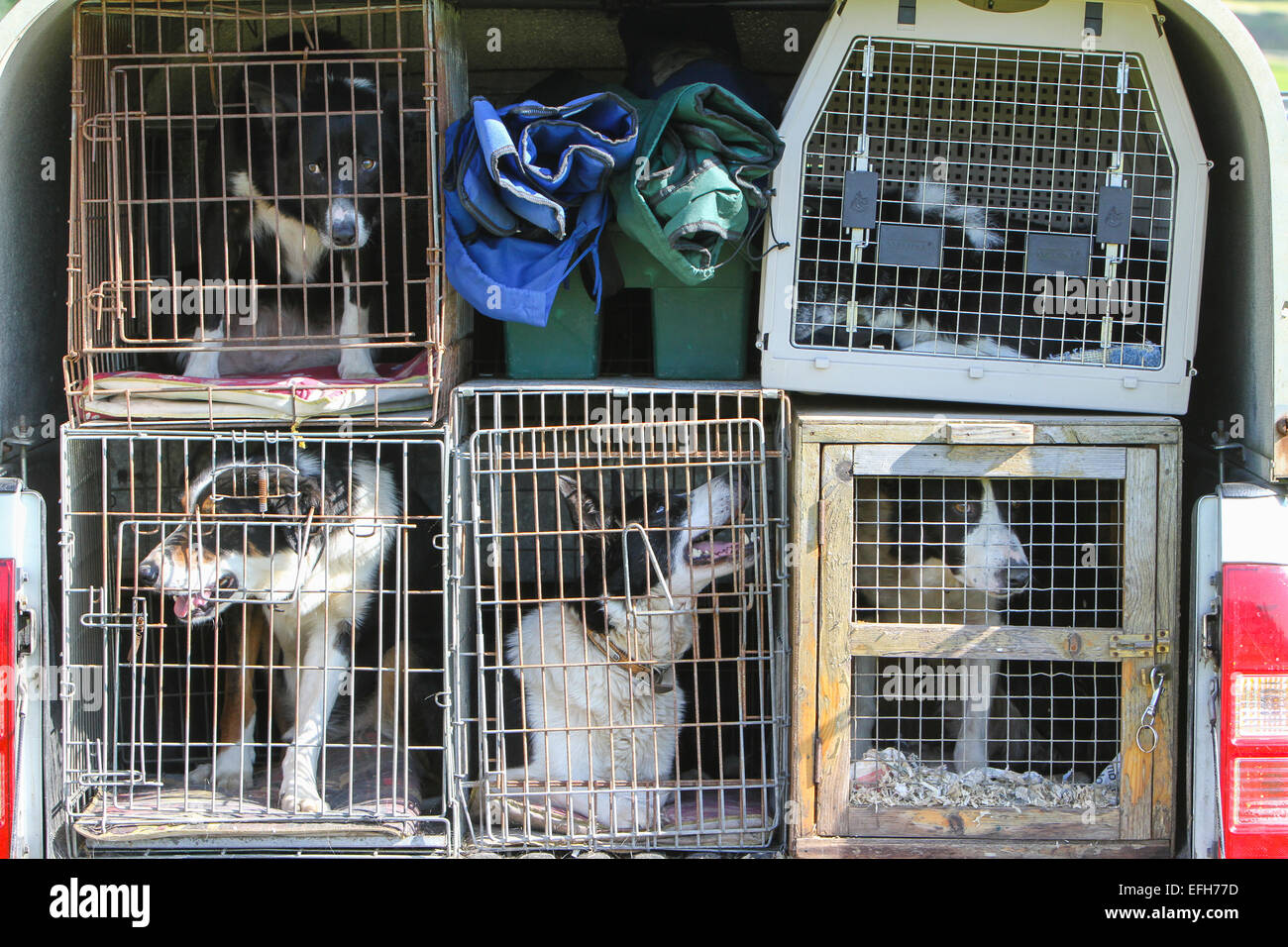 Cinq chiens de berger border collie en cage à l'arrière d'une camionnette Banque D'Images