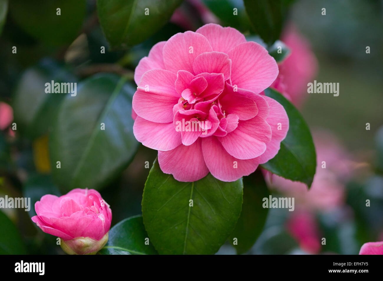 Camellia x williamsii flower au printemps, le Pays de Galles, Royaume-Uni Banque D'Images