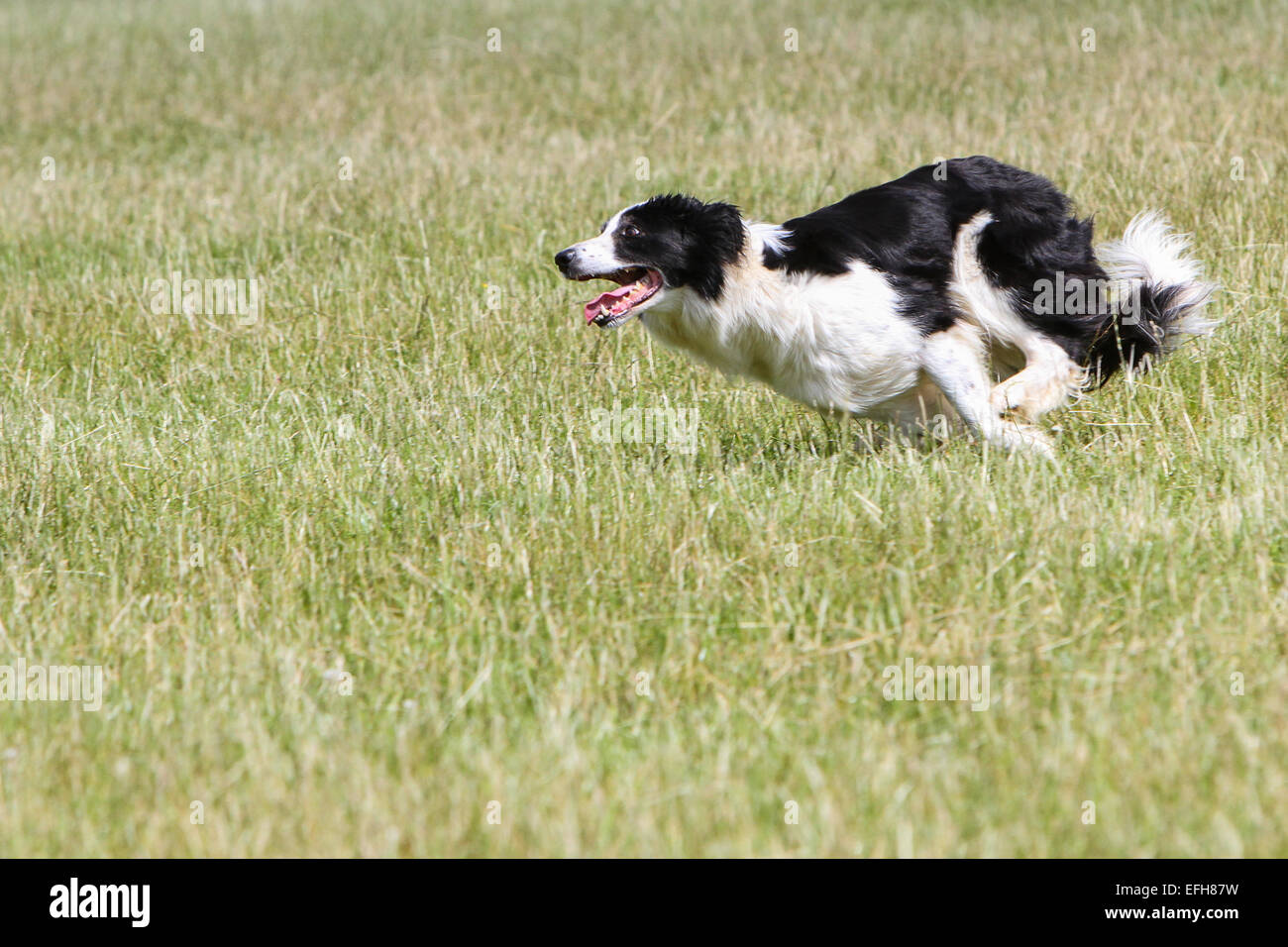 L'élevage de border collie d'exécution pendant que le chien de berger à essais cliniques Banque D'Images