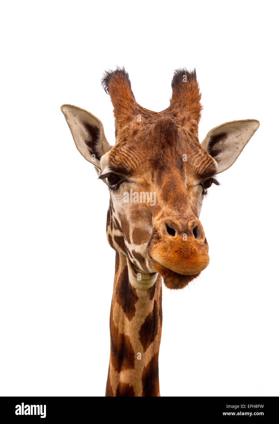 Tête de girafe close up against white background Banque D'Images
