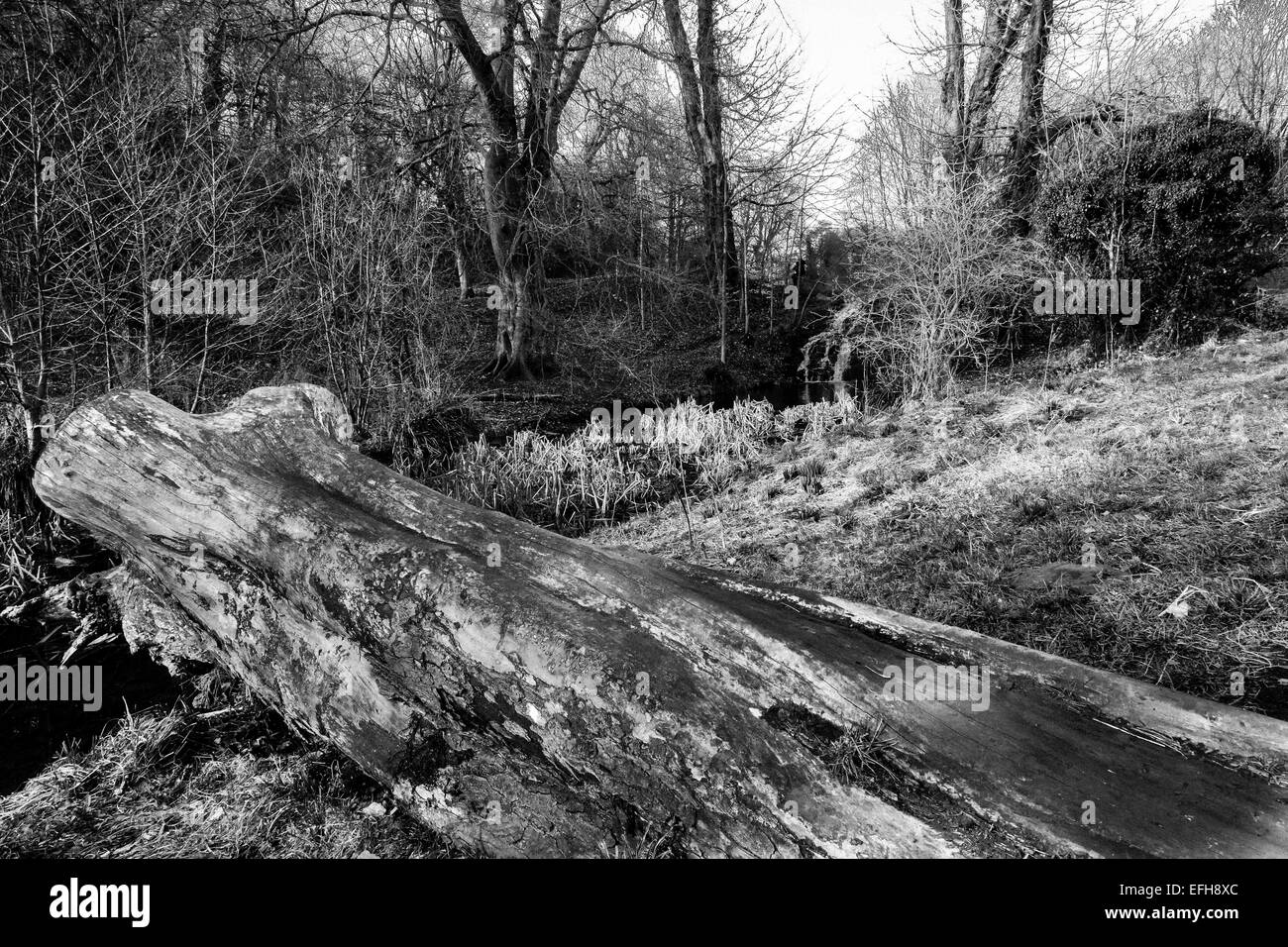 Vieux tronc à Himley Hall Park, Dudley, West Midlands, Royaume-Uni à l'automne. Auparavant, l'accueil de l'Earl de Dudley. Banque D'Images