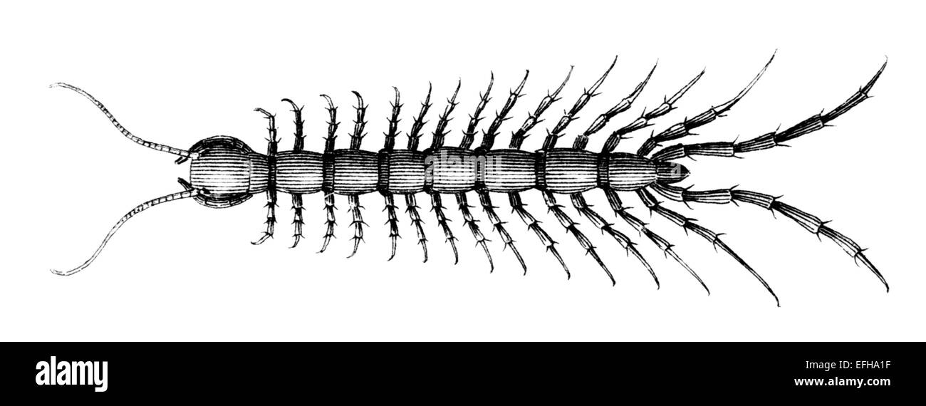 Photographié à partir d'un livre intitulé 'L'Encyclopédie Nationale', publié à Londres en 1881. Copyright a expiré sur cette oeuvre. Banque D'Images