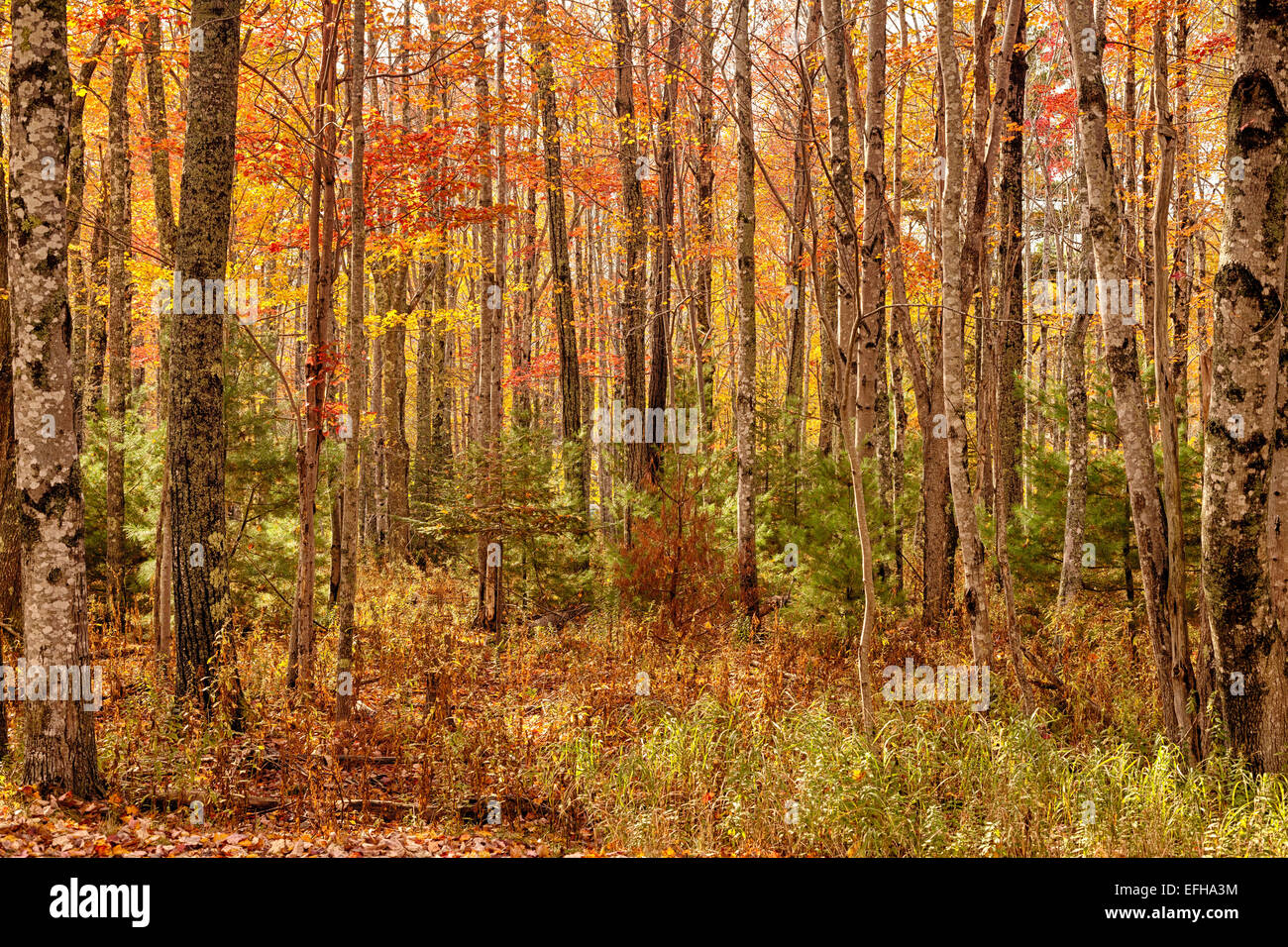 Feuillage de l'automne, l'Acadia National Park, Maine, USA Banque D'Images