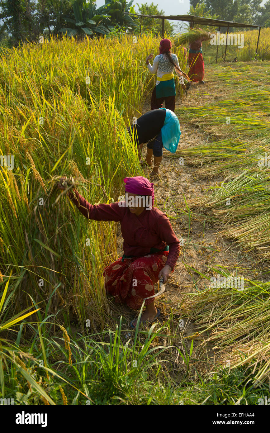La récolte du riz, près de la Pagode de la paix mondiale Lumbini (Shanti Stupa), Lumbini, près de Pokhara, Népal Banque D'Images