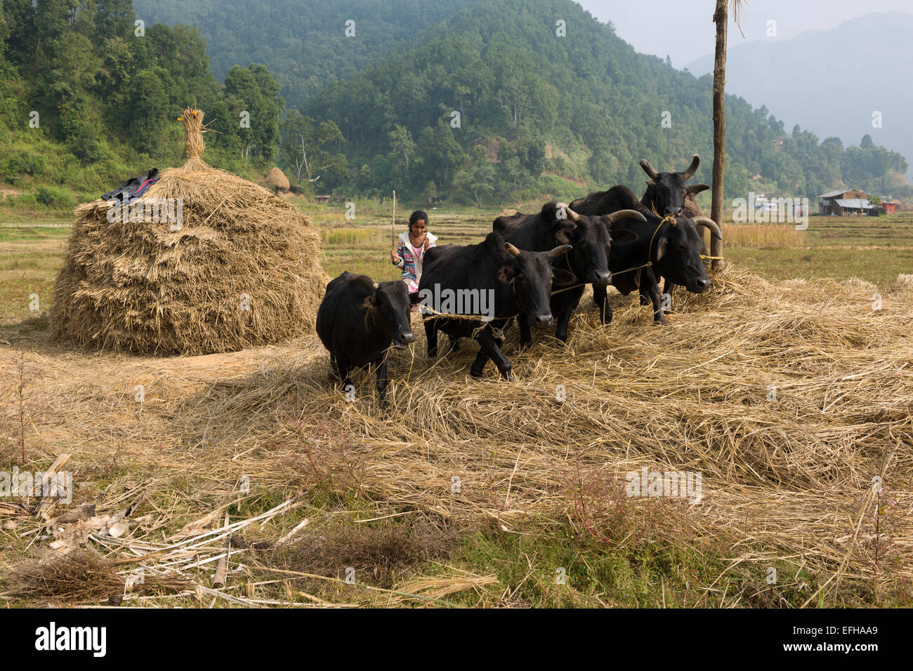 Riz de battage avec des vaches, dans une vallée sur le trek Royal, près de Pokhara, Népal Banque D'Images