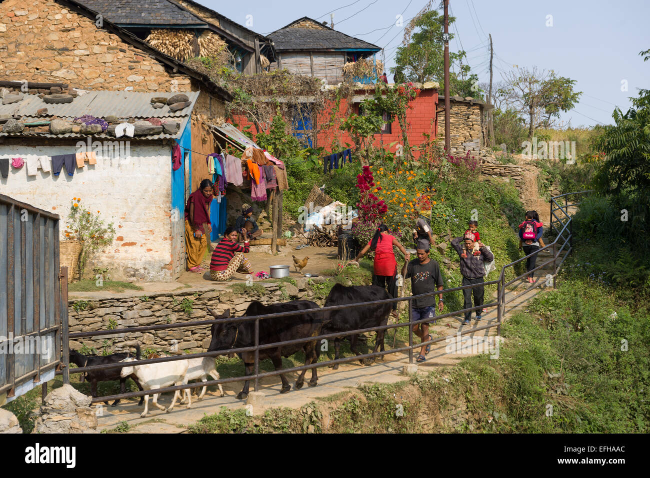 Homme conduisant caprins et bovins après un petit séjour à l'village perché de Bandipur, Népal Banque D'Images