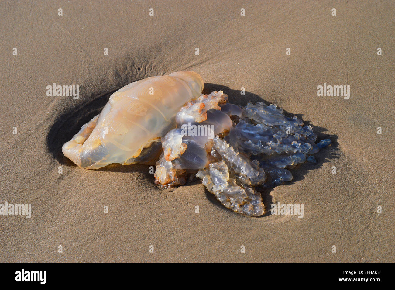 Les méduses mortes sur la plage de Carse, Dumfries et Galloway, Écosse Banque D'Images