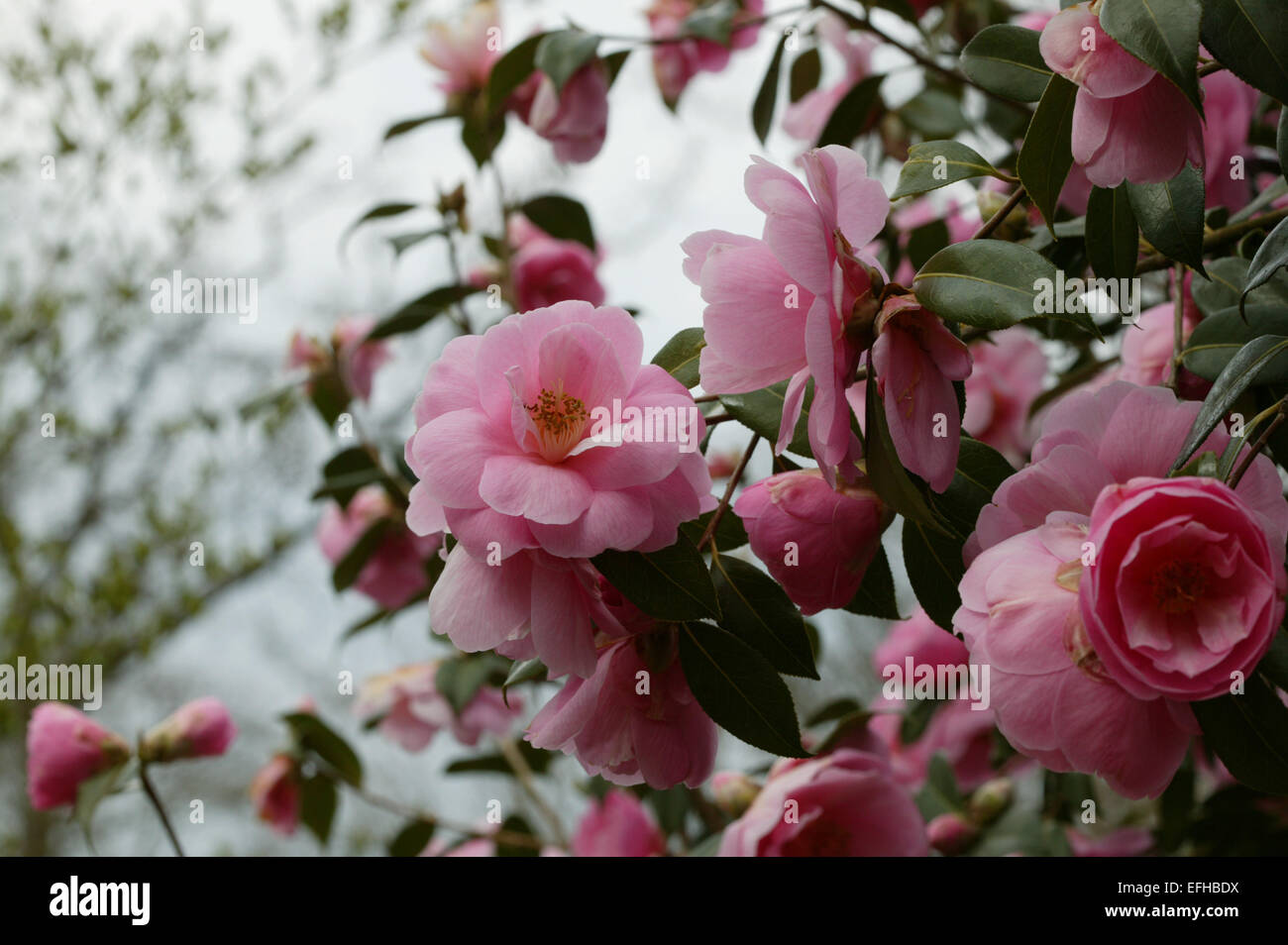 Camellia x williamsii 'Sayonara' fleur au printemps, Surrey, Angleterre Banque D'Images