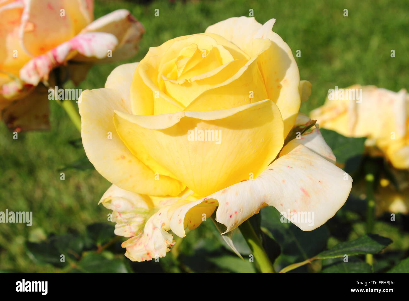 Vue rapprochée d'un beau jaune rose Banque D'Images