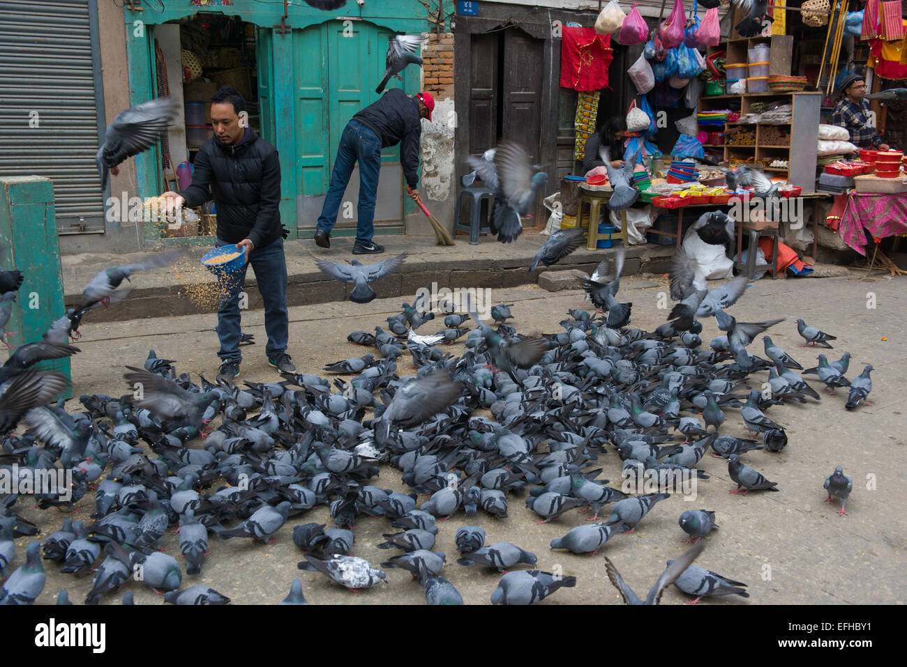 L'alimentation de l'homme dans les pigeons petites rues de Katmandou, Vallée de Katmandou, Népal Banque D'Images