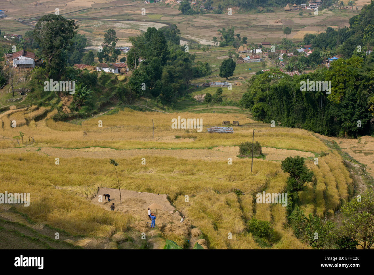 Regardant vers le bas sur les hommes à la récolte du riz dans une vallée sur le trek Royal, près de Pokhara, Népal Banque D'Images