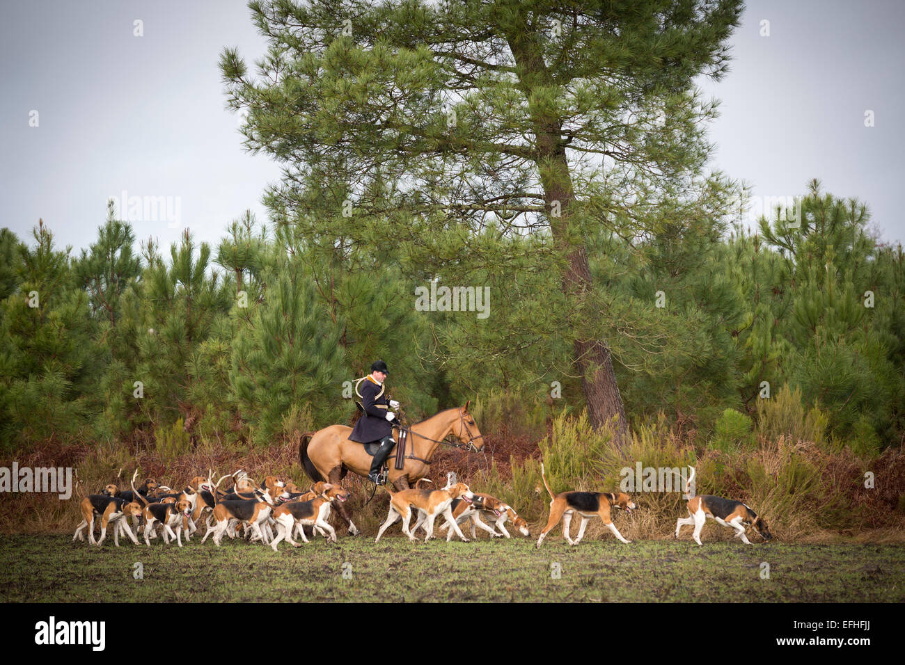 Un chasseur entouré avec la meute de chiens de chasse à l'époque d'une chasse dans la région des Landes (Aquitaine - France). Banque D'Images