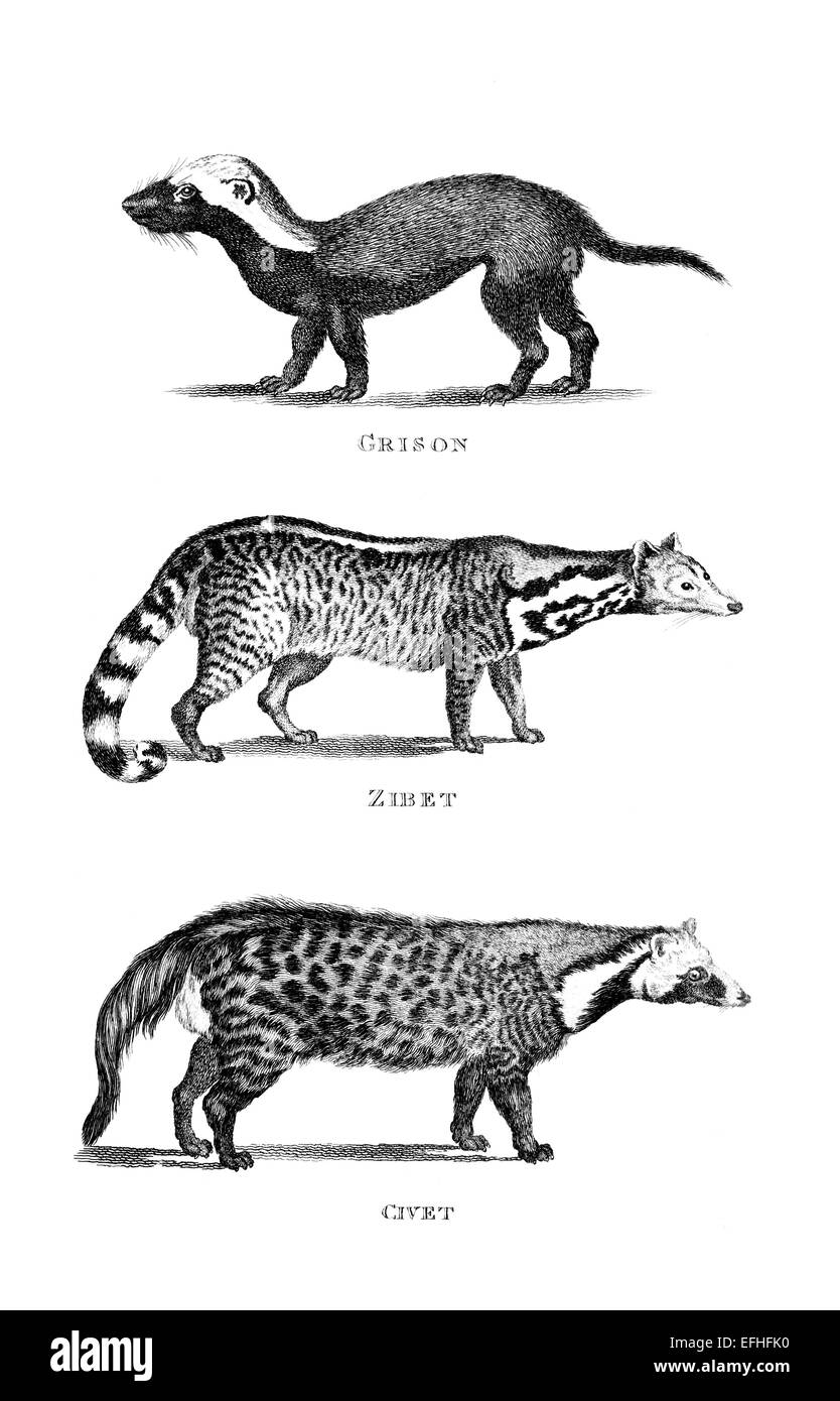 La gravure de l'époque victorienne d'un grison et civet. Image restaurée numériquement à partir d'un milieu du xixe siècle l'encyclopédie. Banque D'Images