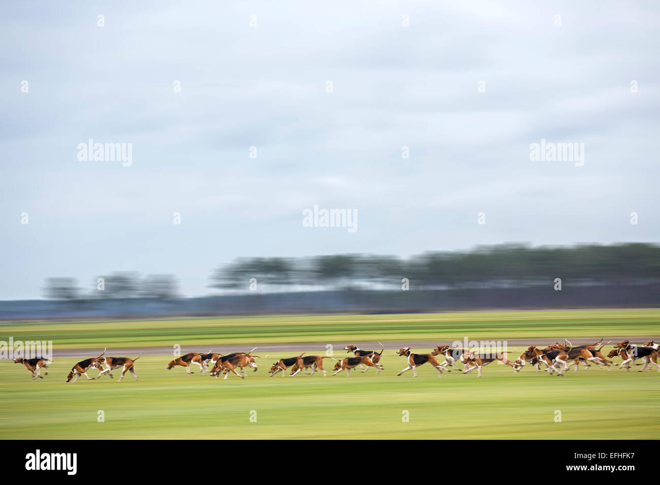 Pack de chiens (grand anglo-français tricolore hounds) suite à un sentier parfum au cours d'une chasse au cerf (Landes France). Motion Blur. Banque D'Images