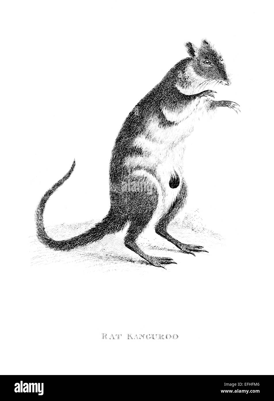 La gravure de l'époque victorienne d'un rat kangourou. Image restaurée numériquement à partir d'un milieu du xixe siècle l'encyclopédie. Banque D'Images
