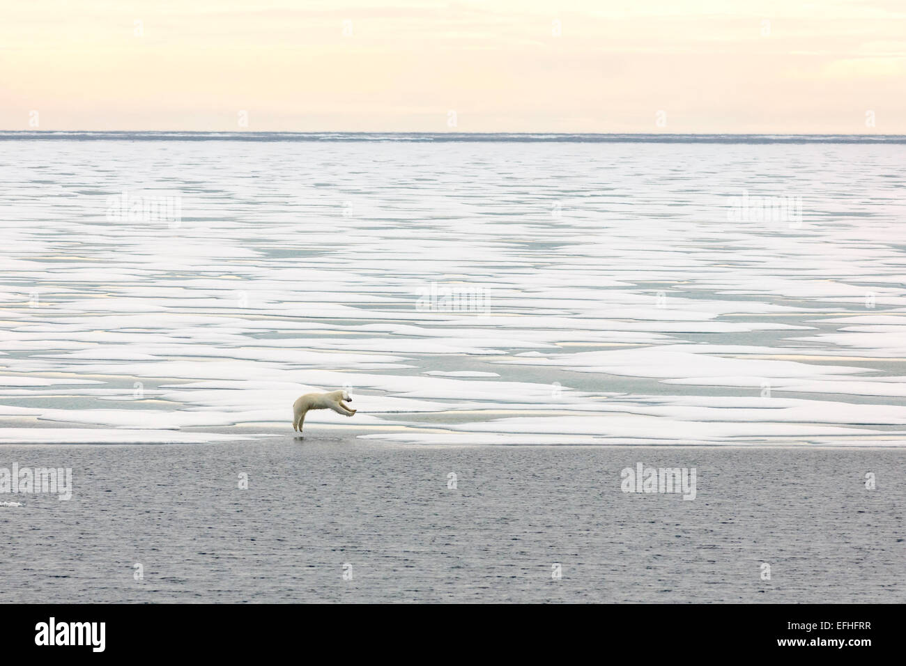 Plan large de l'ours polaire de la banquise banquise à sauter de dans la banquise de l'Arctique canadien Banque D'Images