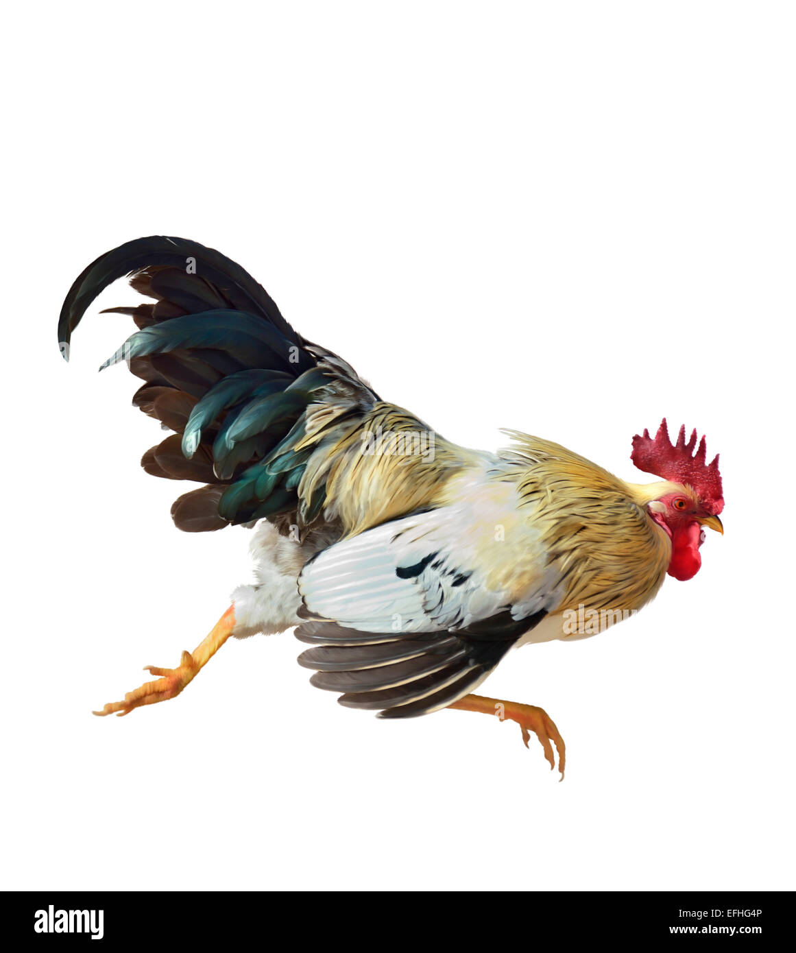 Peinture numérique d'exécution Rooster Isolated On White Banque D'Images