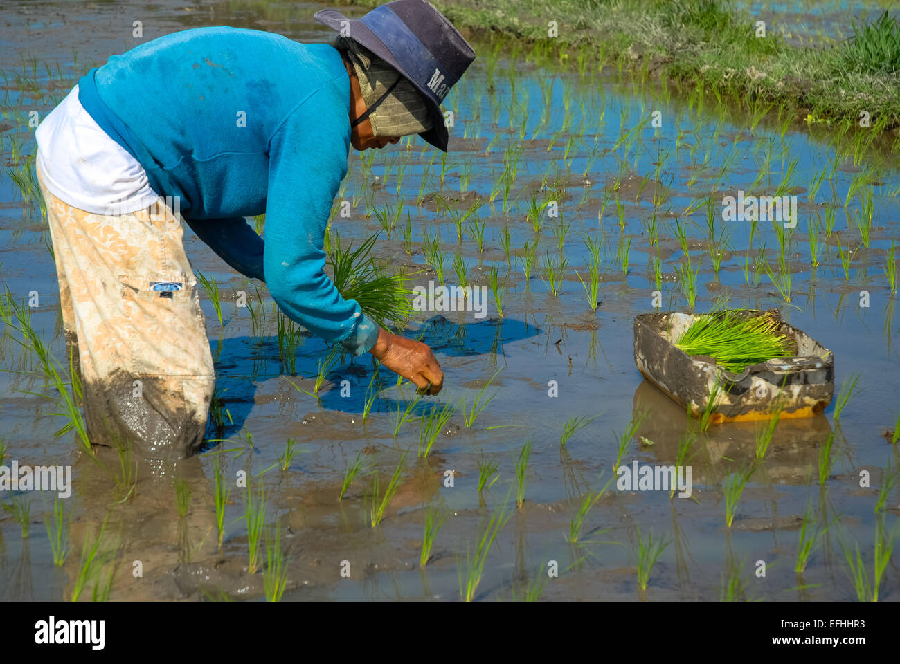 Homme riceplants dans la plantation du riz paddy ou champ humide à Ubud Bali Indonésie Banque D'Images