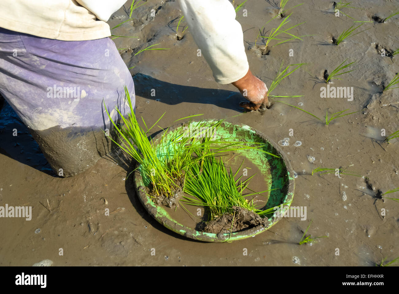 Le repiquage du riz dans les champs de riz paddy humide ou à Ubud Bali Indonésie Banque D'Images