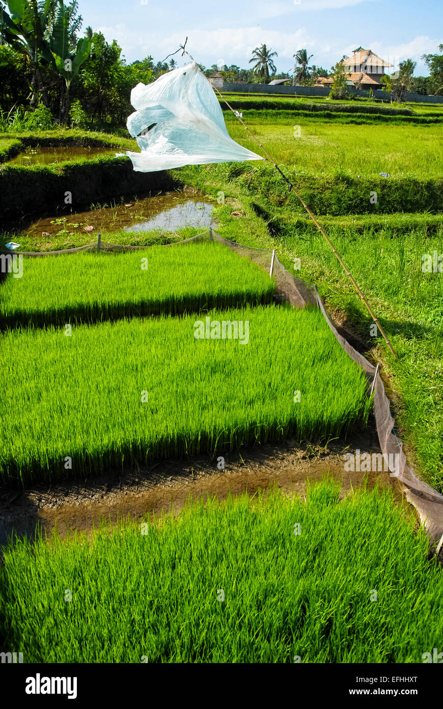 Champ de riz paddy humide ou à Ubud Bali Indonésie Banque D'Images