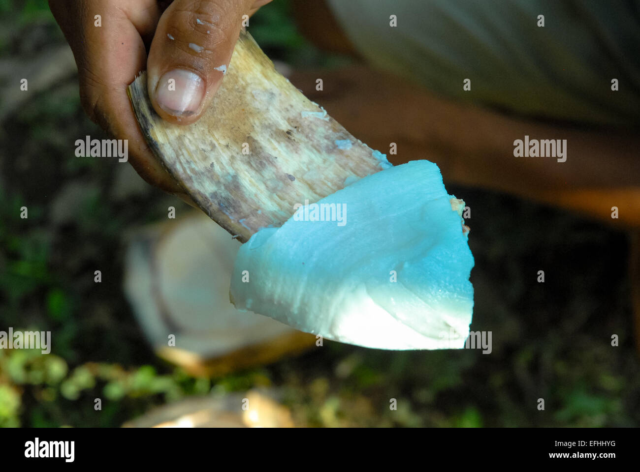 Noix de coco de noix de coco fraîche Banque D'Images