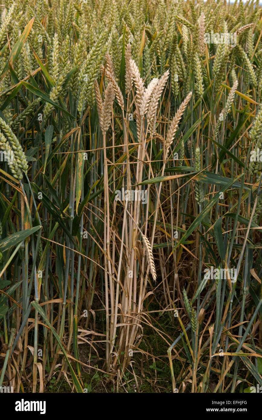 Les têtes blanches d'une plante de blé morte causées par des eaux de sol causées par la maladie, probablement la pourriture des pieds a Fusarium spp Banque D'Images